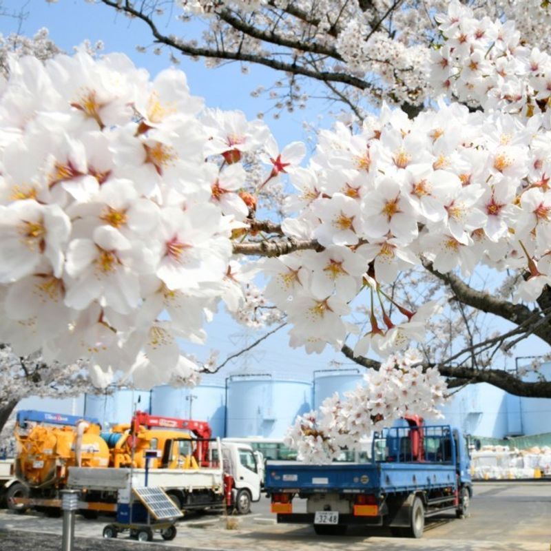 Cherry blossoms at Fukushima nuclear complex shown to media photo