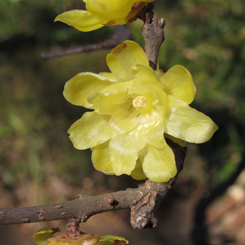 Wintersweet by E. Davies