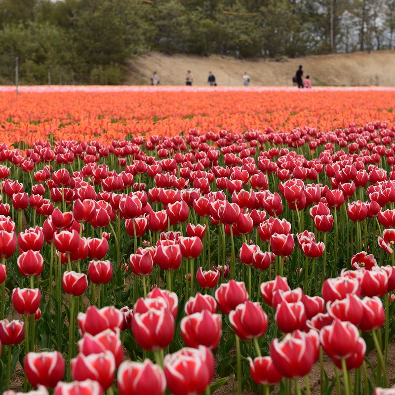 Tulip Festivals in Niigata Prefecture CityCost