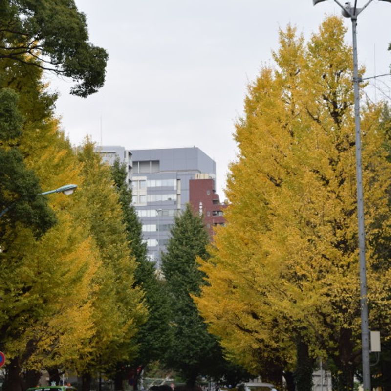 Autumn in Tokyo: Pure Beauty photo