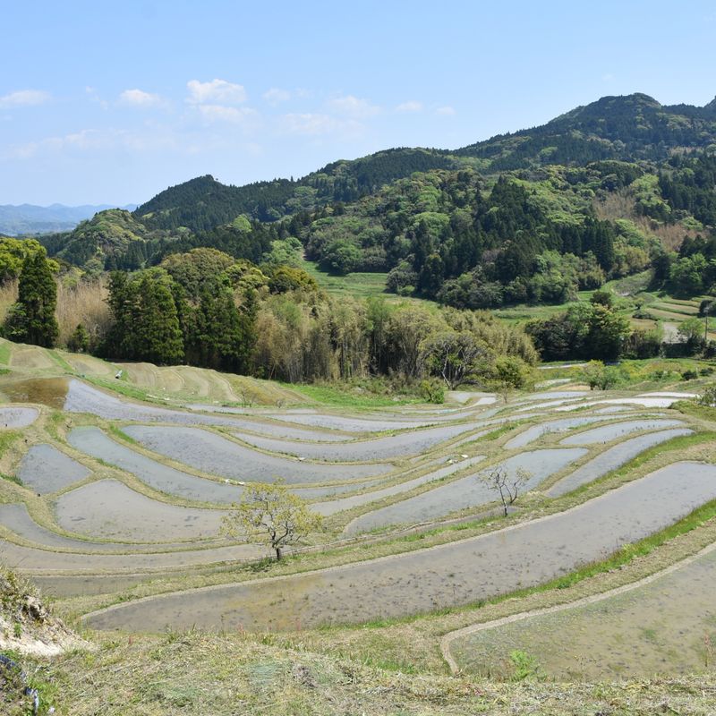 Stunning Rice Terraces And Ghibli Fantasy Await In Chiba S Boso Peninsula Lucky Pocket Guide