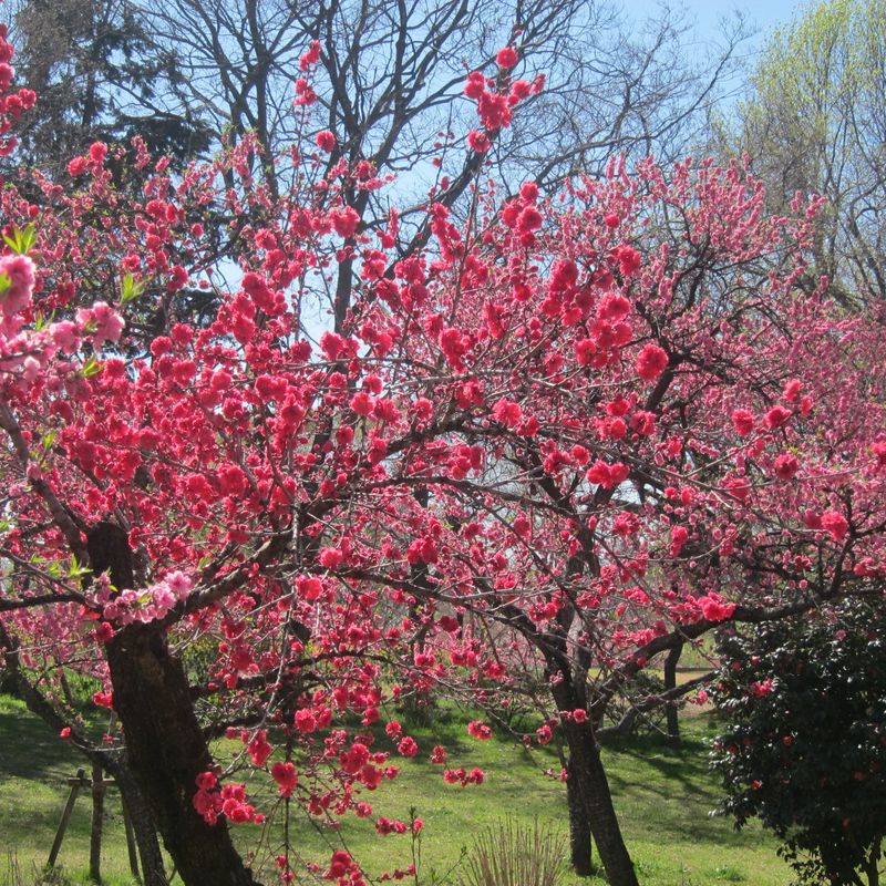 桃花节在古贺