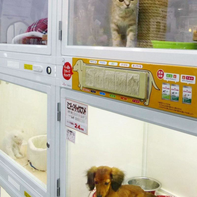 Pet insurance market in Japan expanding due to rising vet bills | City-Cost