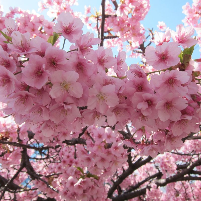 Early cherry blossom in Tokyo | City-Cost