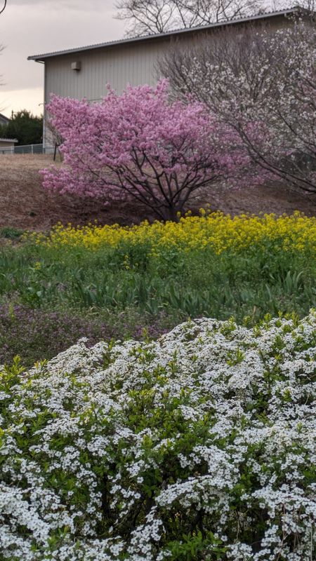 Thunberg Spirea, a birthday flower of January 19th photo