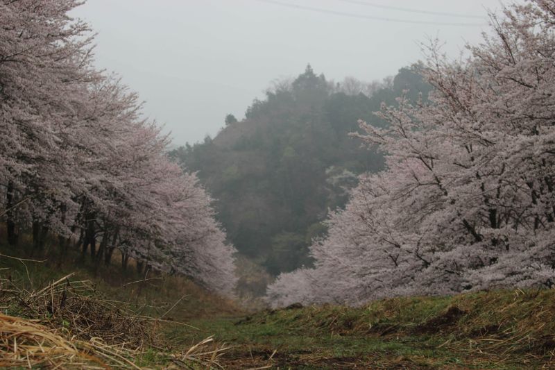 Cherry Blossom Lingo: a haze of flowers photo