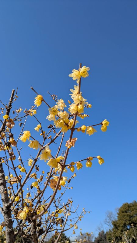 The Matsuda Wintersweet Festival in 2026 photo