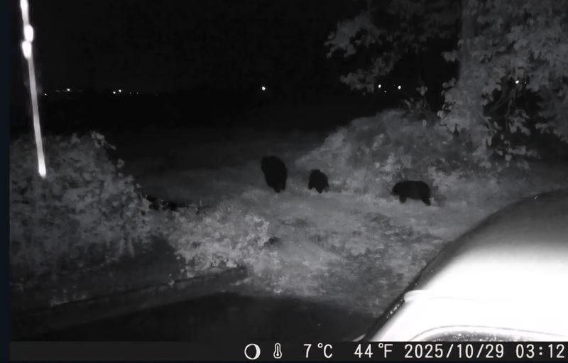 Bear and cubs sighting photo
