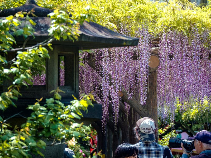 Images of Japan: April 2023 photo