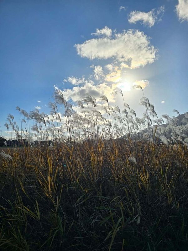 Pros and cons of raising a family in Japan: A united team, but an exhausted one photo