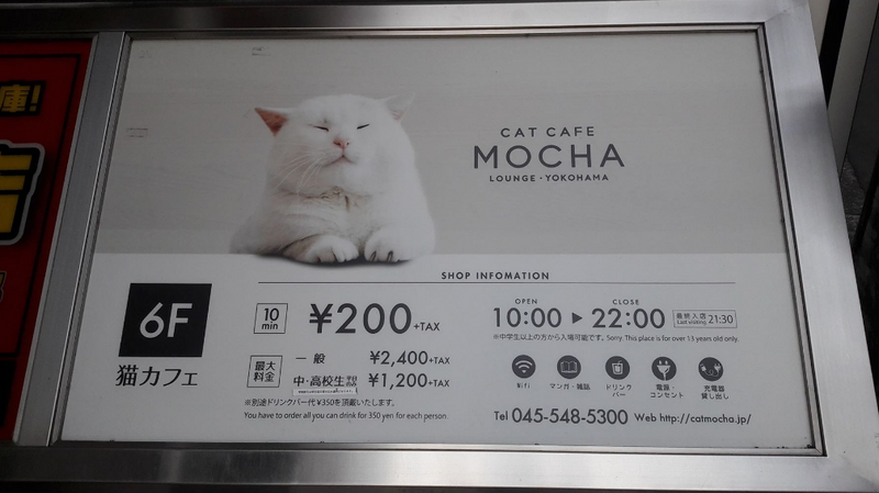 More than just a cat cafe photo