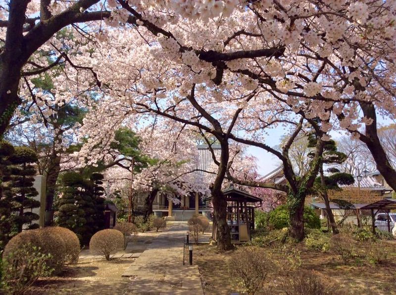 Saishiyoin, annual Kasukabe sakura spot photo