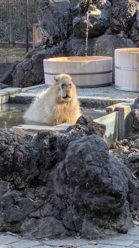 Things I didn't try early on: seasonal zoo events photo