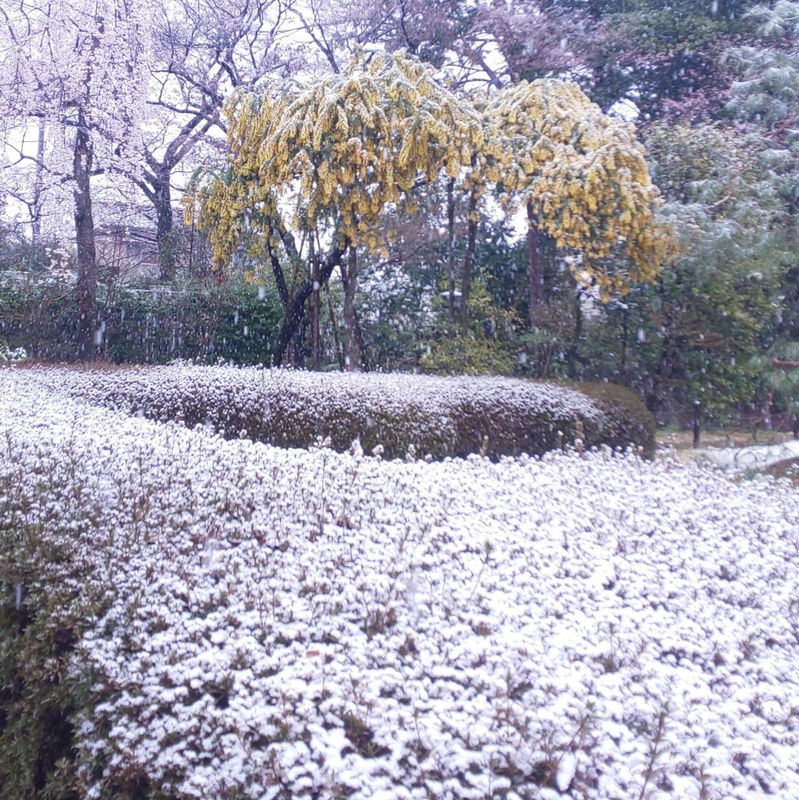 The start of the "light snow" solar term photo
