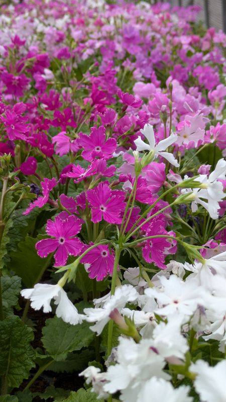 Primrose, a birthday flower of April 28th photo