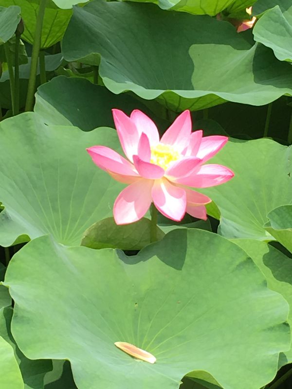 Oga lotus flowers at Chiba Park photo