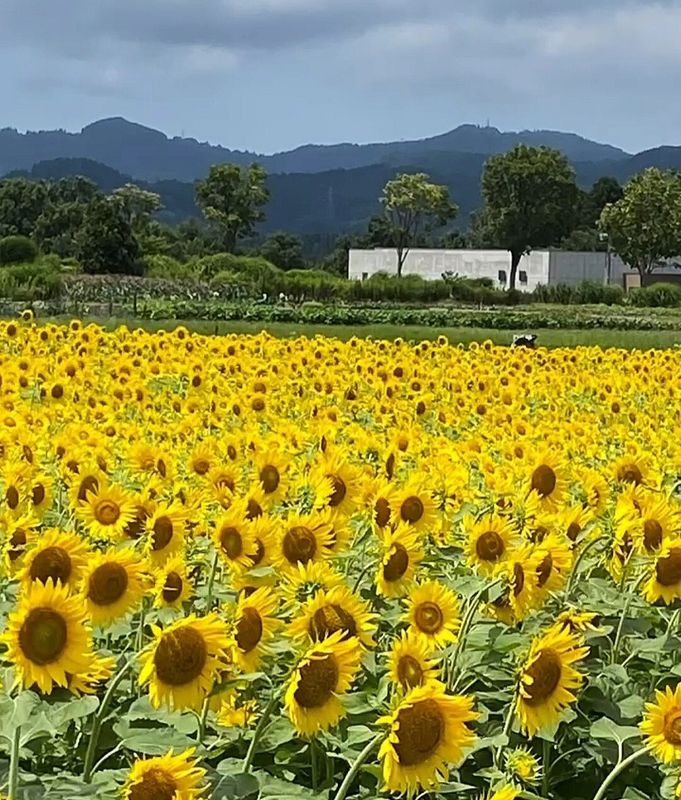 It was the hottest July on record photo