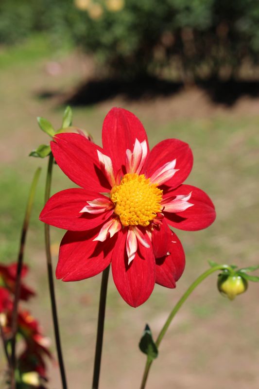 Fall flowers: Dahlia photo