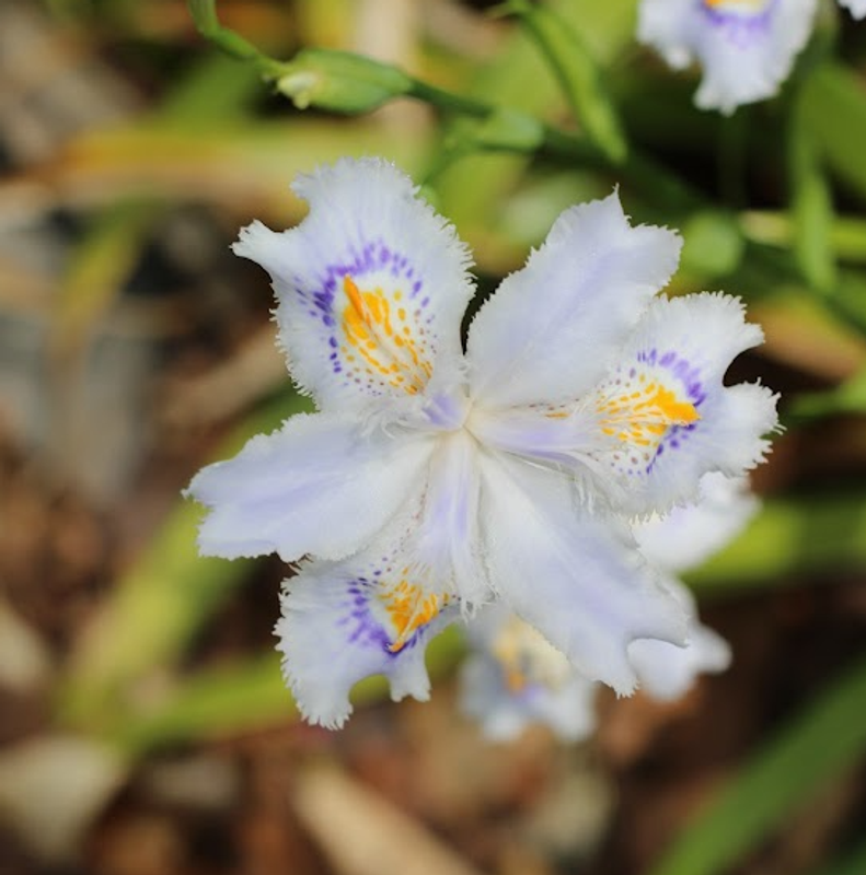 Fringed Iris, a birthday flower of April 27th  photo