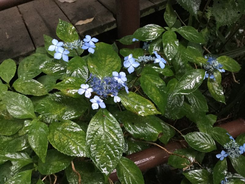 Blue tsuyu season photo