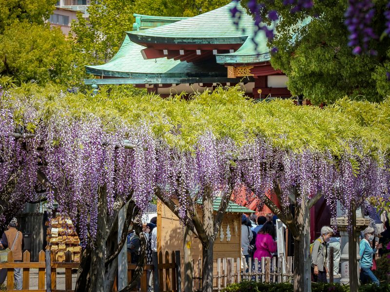 Images of Japan: April 2023 photo