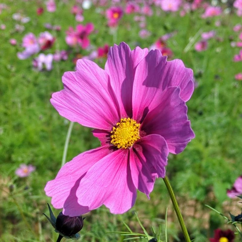 Cosmos Festival in Kamikawa town photo