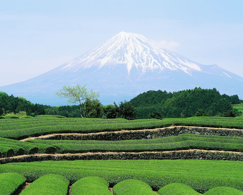 Why you should consider a Tea-cation in Shizuoka photo