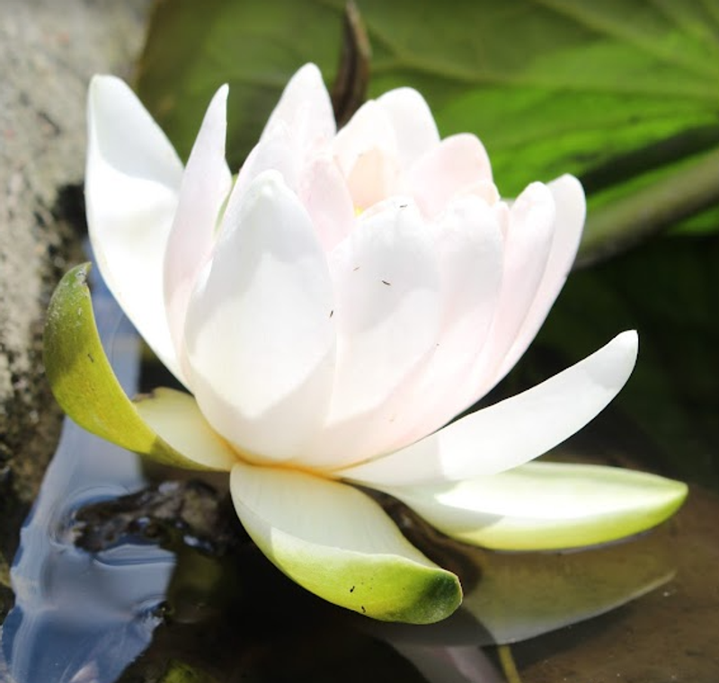 White Water Lily, a birthday flower of April 27th photo