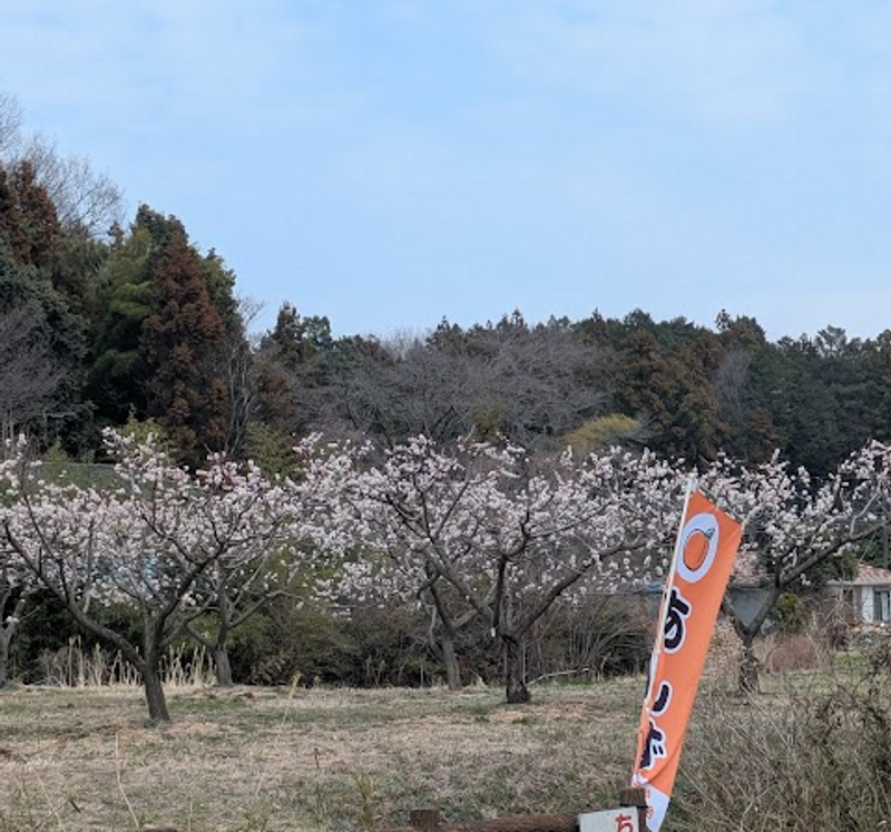 Apricot blossom, a birthday flower of April 12th photo