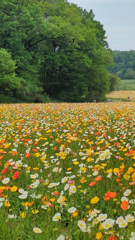 Spring flowers in Japan: iceland poppies photo
