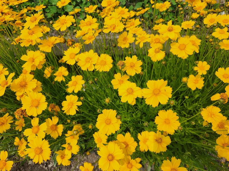 Single parent families doing it tough over summer break photo