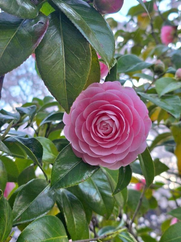 Do foreign voices in Japan really count? photo