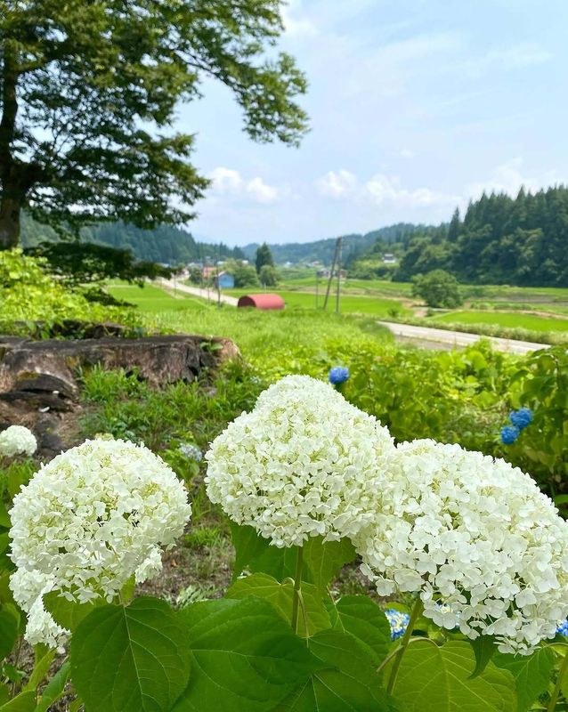 The mood ring of the flower world photo