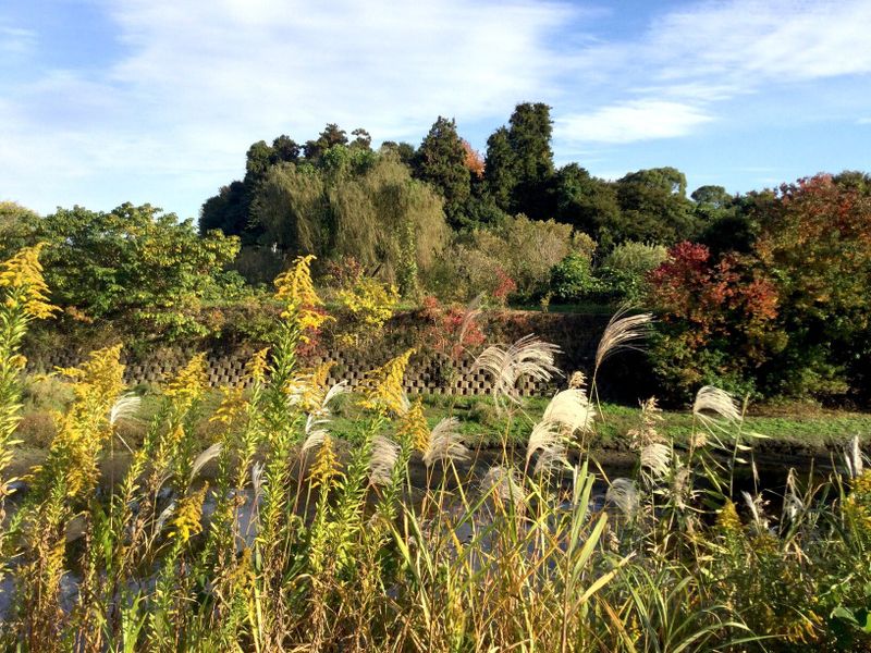 Shimizu Park Autumn Splendour [SPOT REPORT] photo