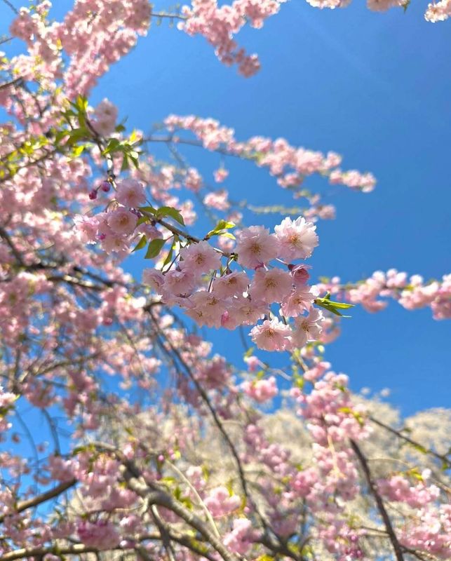 Another sakura update came out yesterday photo