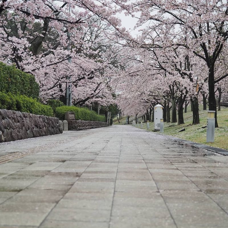 Sakura Spots in Niigata City: Hakusan Park photo