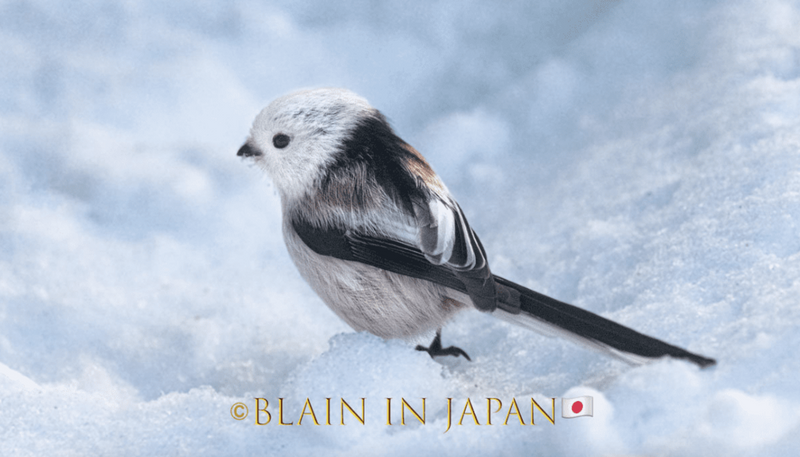 Shima Enaga - Long Tailed Bushtit - Hokkaido Winter Wonderland Birding photo