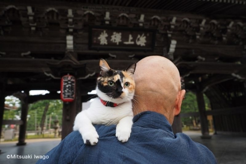 ねこの京都 / Neko no Kyoto: Cats + Kyoto = Japan eye candy from photographer Mitsuaki Iwagō photo