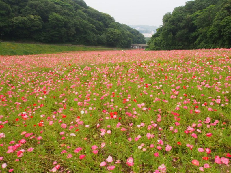 9 Sightseeing Spots in Yokosuka photo