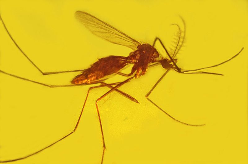 News: Zika Virus Confirmed in Kanagawa - Not The First Case photo
