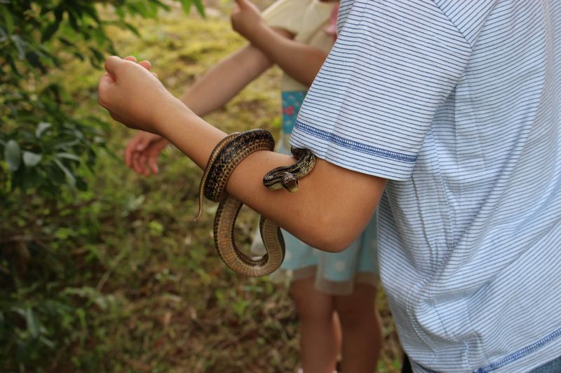 How to know if a snake is dangerous in Japan photo