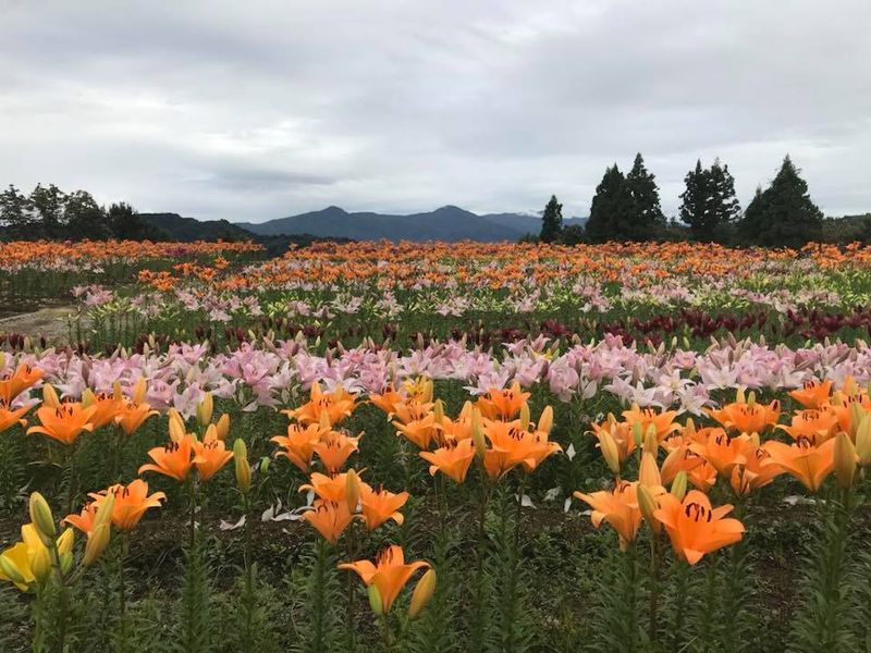 Things I'm excited for in autumn: the autumn lilies festival photo