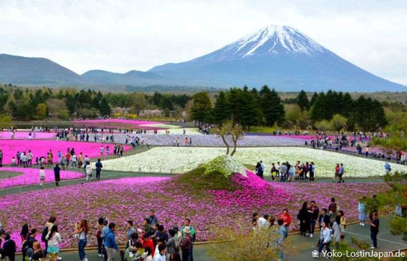 Golden Week: Three flower fields in bloom
 photo