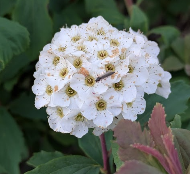 Five flowers in bloom right now in many parts of Japan photo