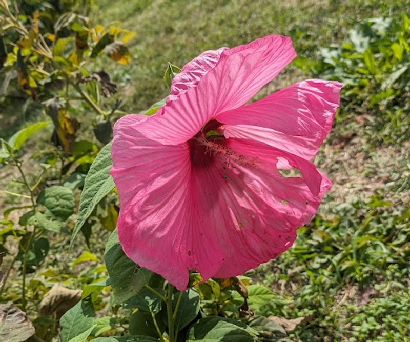 Scarlet Rosemallow, a Birthday Flower of October 13th photo