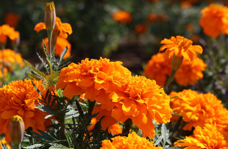 Marigold, a birthday flower of July 18th photo