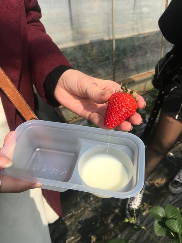 How to Ichigogari (Strawberry Pick) photo