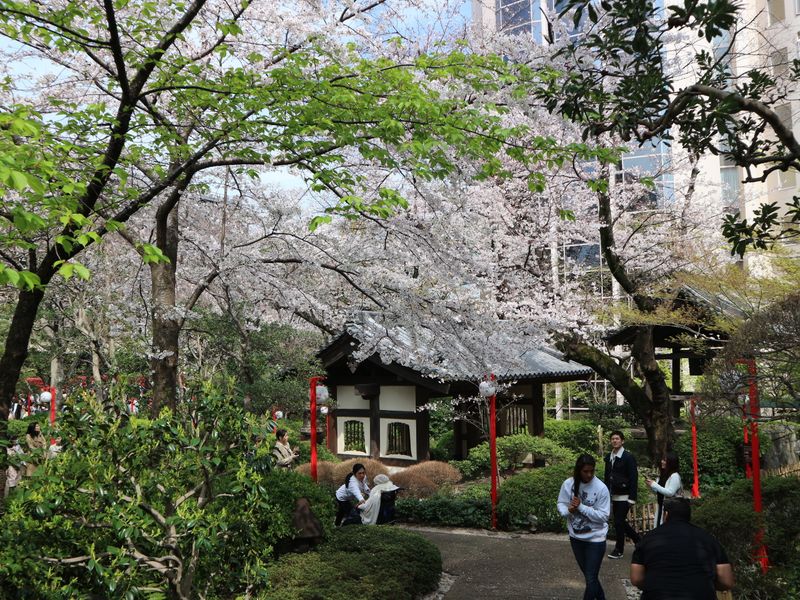 Morning at market, cherry blossom in town photo