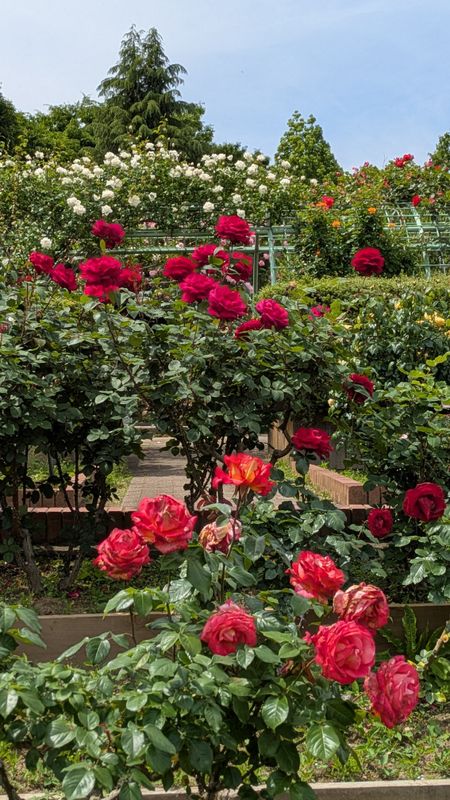 A rose festival in Sayama this weekend photo