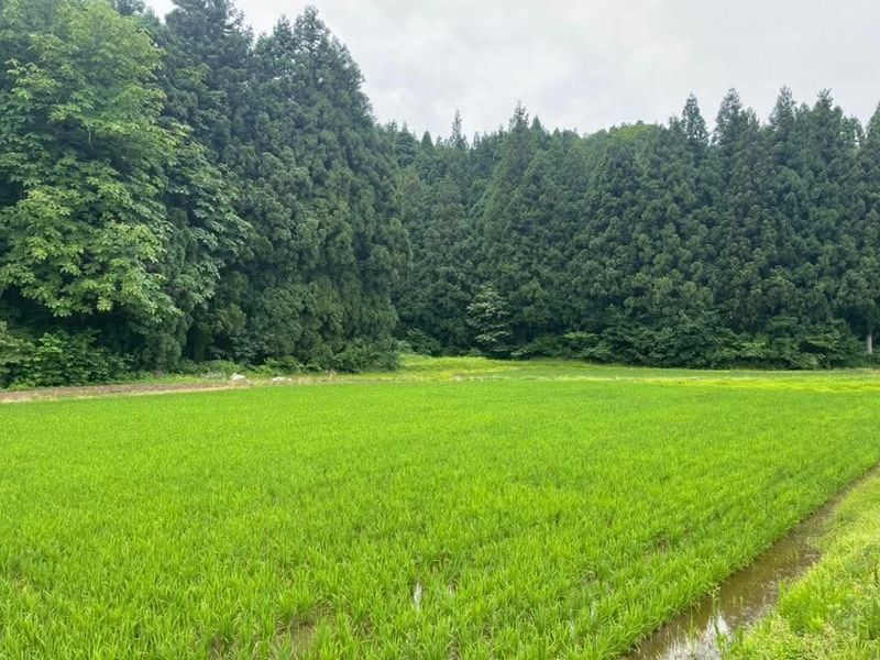 Finally, some good news for rice prices photo